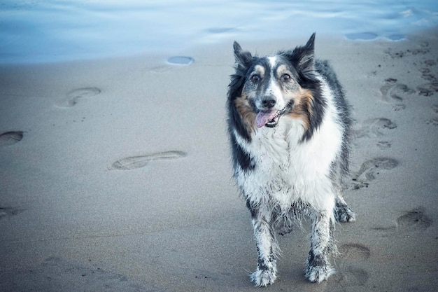 Zdjęcie brudny szczęśliwy pies border collie pjayful i wesoły lubił bawić się na plaży z piaskiem i wodą?