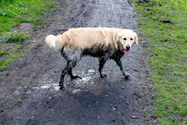 Brudny złoty retriever na brudnej drodze