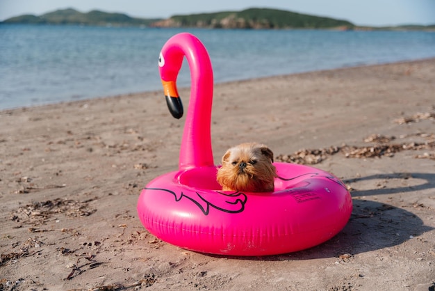 Brukselski griffon pies w pływającym pierścieniu siedzi na piaszczystej plaży letnie wakacje na morzu