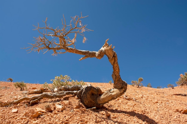 Bryce canyon Utah USA Małe drzewo na wzgórzu Hoodoos i formacje skalne