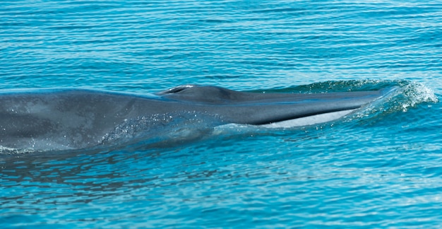 Bryde&#39;s whale w Tajlandii Ocean
