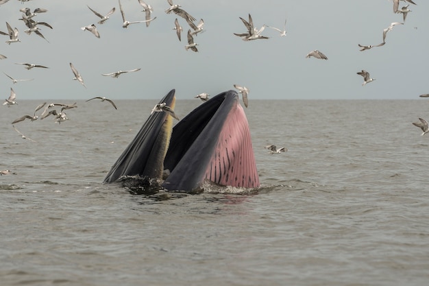 Bryde&#39;s wieloryb, Eden&#39;s whale, Jedzenie ryby w Zatoce Tajlandzkiej.