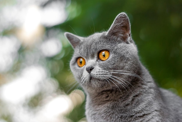 Brytyjski kot uszy prosto szary kolor Portret pięknego kota