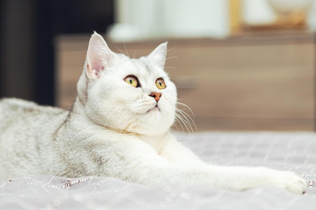 Brytyjski srebrny kot imponująco leży na łóżku. Zwierzak we wnętrzu domu.