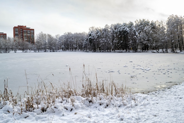 Brzeg jeziora dużo wyschniętych trzcin. Na drugim brzegu porośnięty śniegiem las i wieżowiec z czerwonej cegły. Zimowy krajobraz.