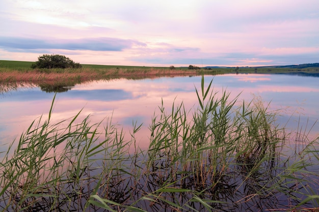 Brzeg jeziora z trzciny na letni wieczór o zachodzie słońca Piękno przyrody