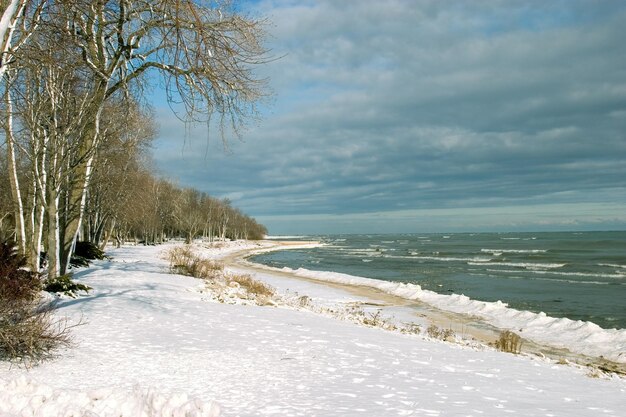 Brzeg jeziora zimą