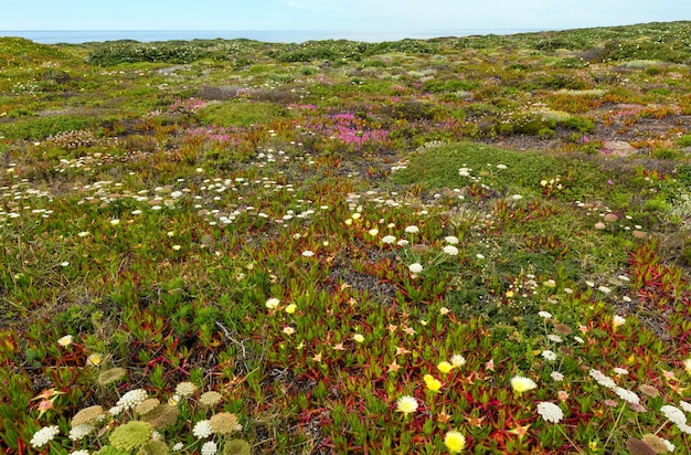 Brzeg kwitnący latem z kwiatami Carpobrotus (znany jako pigface, roślina lodowa).