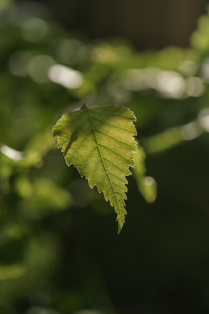 Brzoskwinia jako piękne naturalne tło