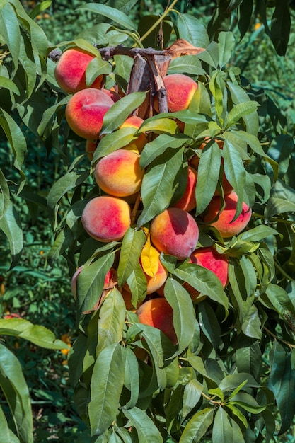 Brzoskwinie rosnące na drzewie Organiczne owoce Świeże brzoskwinie