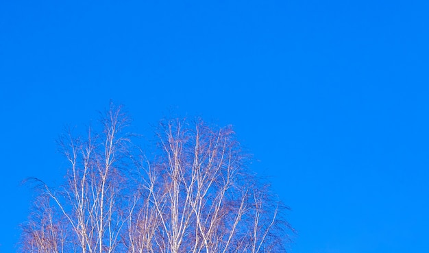 Brzoza gałęzie na tle błękitnego nieba