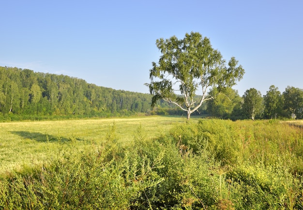 Brzoza na skraju pola