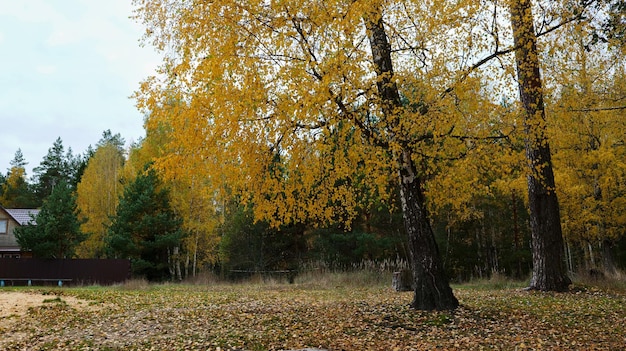 Zdjęcie brzoza z żółtymi liśćmi jesienią.