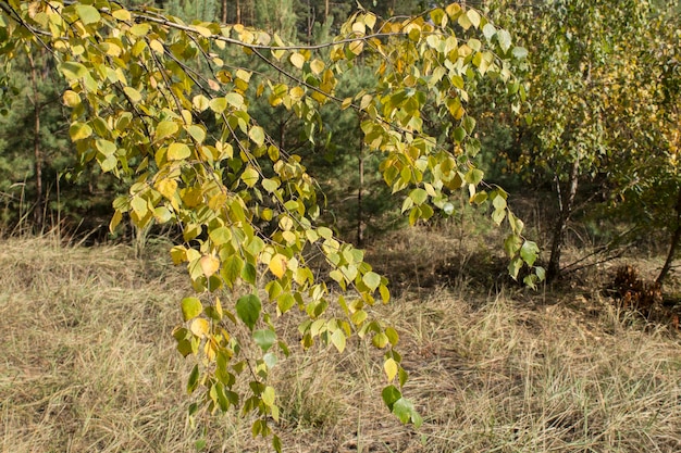 Brzoza z żółtymi liśćmi w jesiennym lesie Zbliżenie