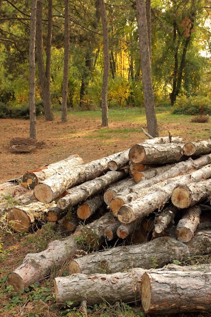 Brzozowe drewno opałowe przy ścieżce w lesie Koncepcja nielegalnego wylesiania i ochrony środowiska