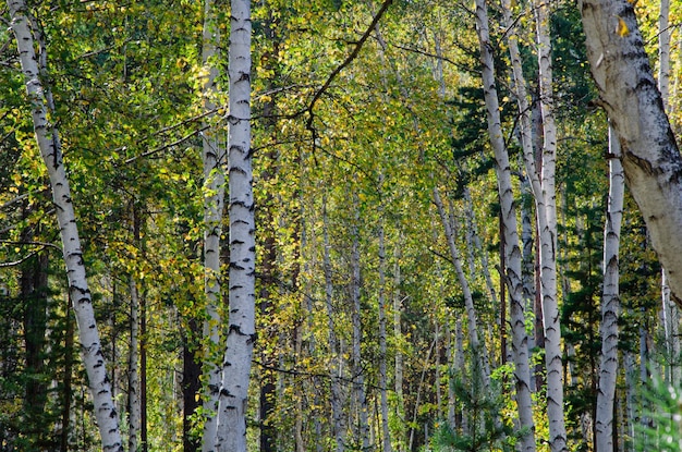 Zdjęcie brzozowy gaj jesienią jesienny las brzozowy