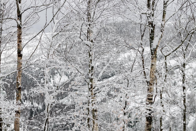 Brzozowy las (betula) zakrywający śniegiem.