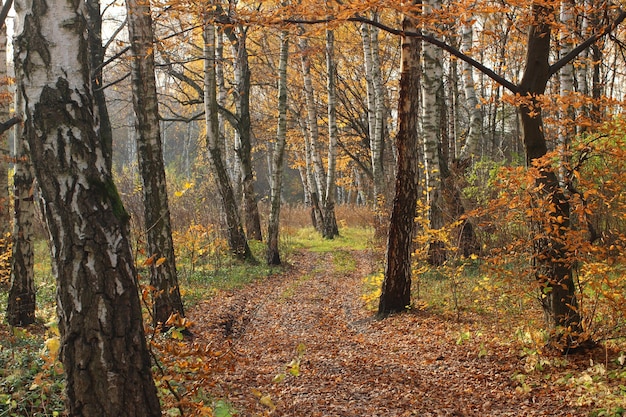 Brzozowy las jesienią