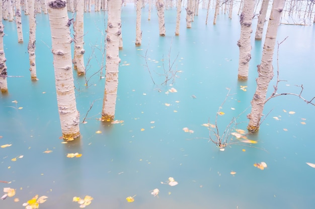 Brzozowy las w turkusowej wodzie Jezioro Abrahama Naturalna sceneria w czasie upadku Górskie jezioro i drzewa