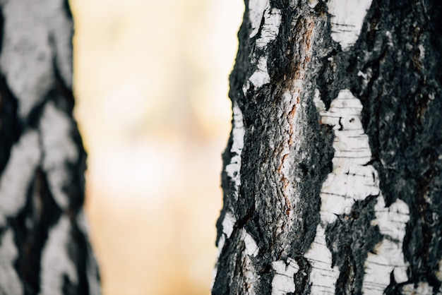 brzozy pni w słońcu z bliska. Natura białe tło. Brzozy o zachodzie słońca.