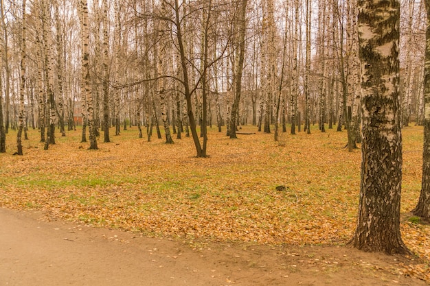 Brzozy w parku jesienią