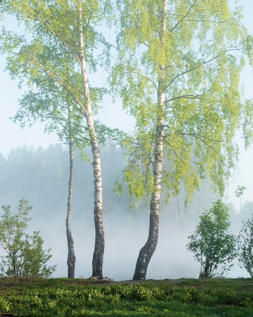 Brzozy ze świeżymi liśćmi na tle mglistego krajobrazu letniego poranka nad jeziorem