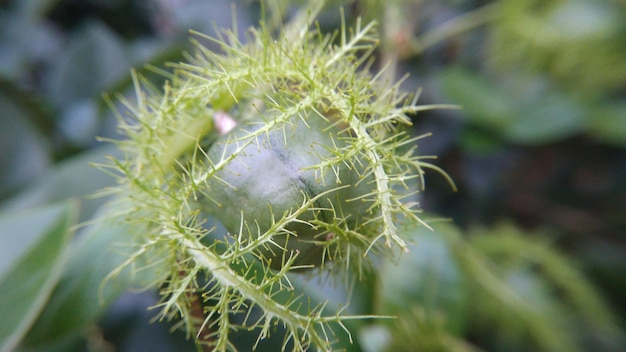 Zdjęcie buah letup-letup passiflora foetida