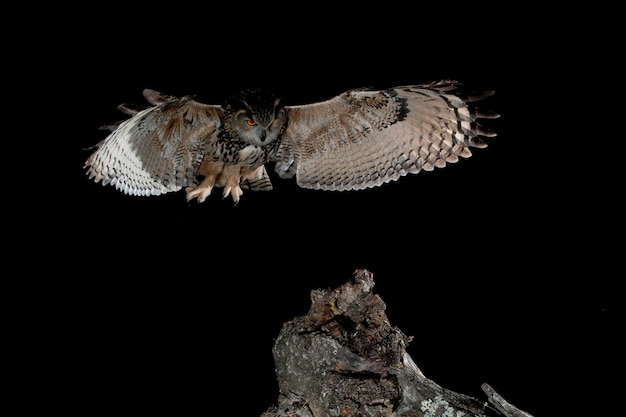 Bubo bubo Portret puchacz zwyczajny latający w nocy Zdjęcie stockowe