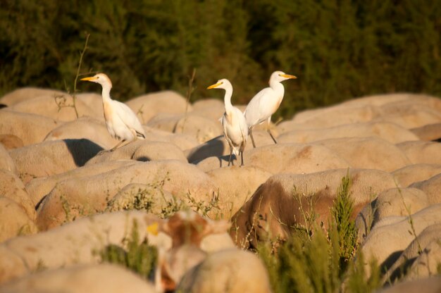 Bubulcus ibis - Czapla bydlęca to gatunek z rodziny Ardeidae.