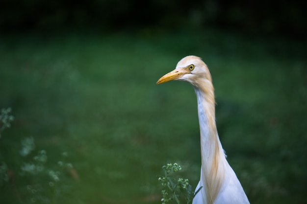 Bubulcus ibis lub czapla lub powszechnie znany jako czapla bydlęca w swoim naturalnym środowisku