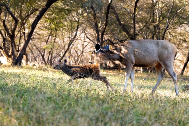 Zdjęcie buck i matka