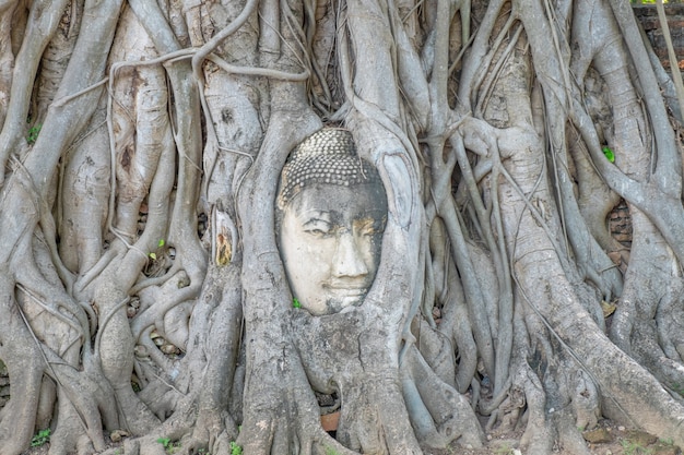 Buddha głowa w drzewie zakorzenia przy Watem Mahathat historia Ayutthaya Tajlandia.