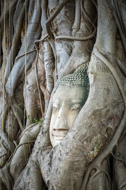 Buddha głowa w Drzewnych korzeniach, Wat Mahathat, Ayutthaya, Tajlandia
