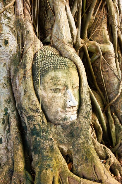 Buddha głowa wśrodku drzewa w Tajlandia