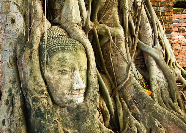 Buddha głowa wśrodku drzewa w Tajlandia