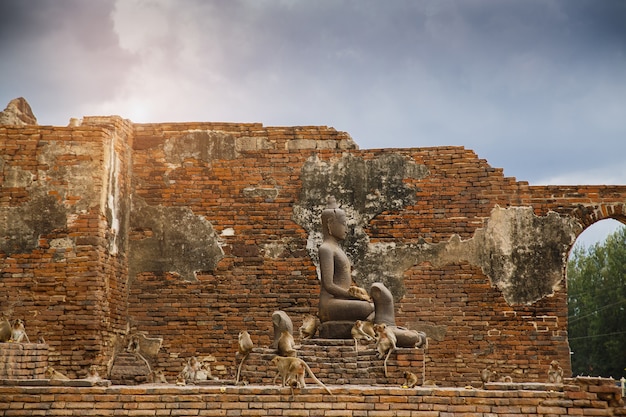 Zdjęcie buddha i małpa w tajlandia.