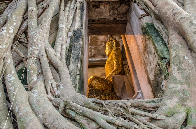 Buddha statua w Banyan drzewie, Tajlandia