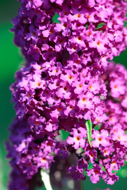 Buddleja fioletowe kwiaty z bliska Piękny letni krzew naturalny tło