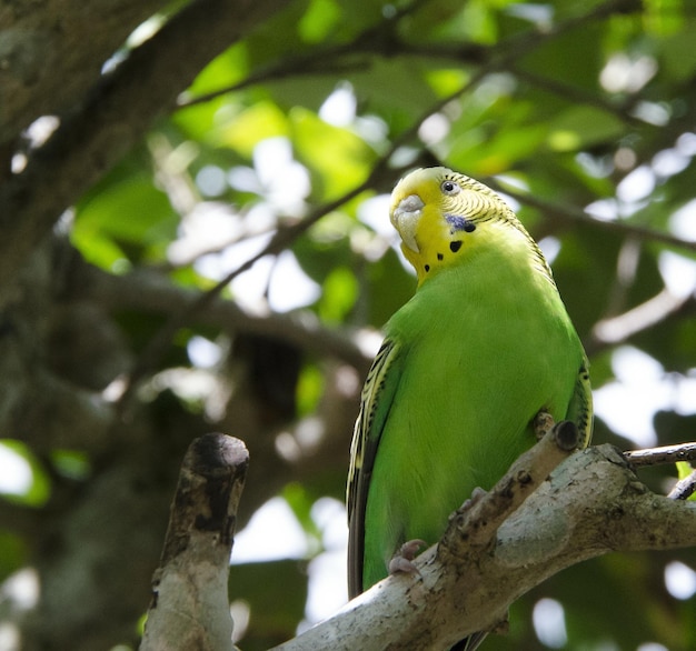 Budgerigar