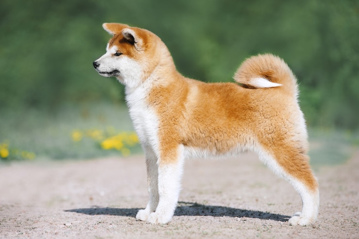Zdjęcie budowa szczeniąt akita inu. czerwony futrzany pies na zielonym tle