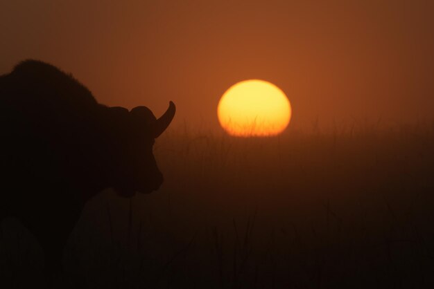 Bufal przylądkowy w sylwetce podczas mglistego wschodu słońca