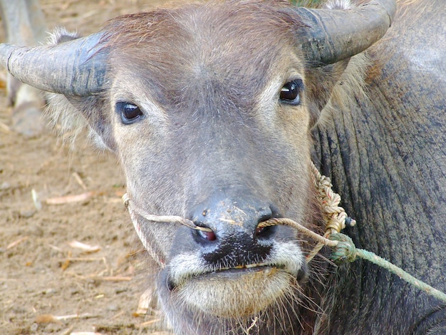 Buffalo Azji