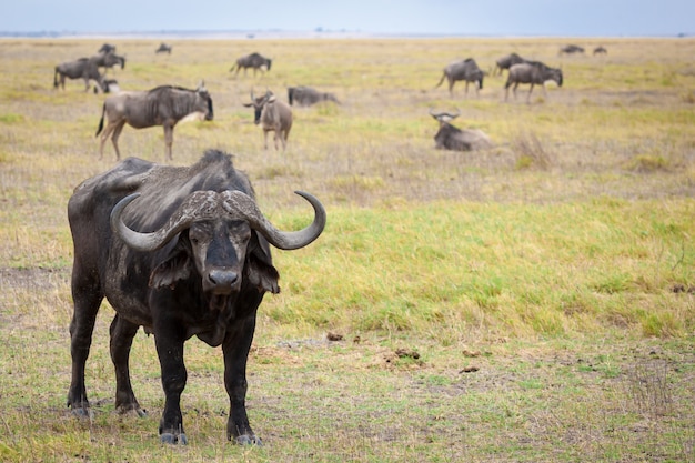 Buffalo Stojący Na Sawannie Kenii