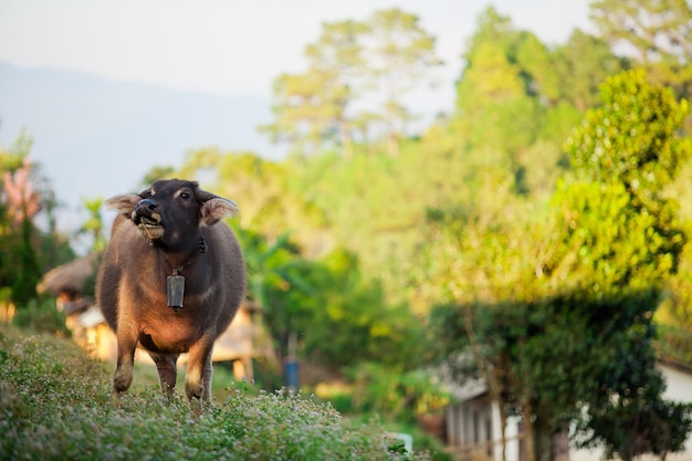 Buffalo, Tajlandia