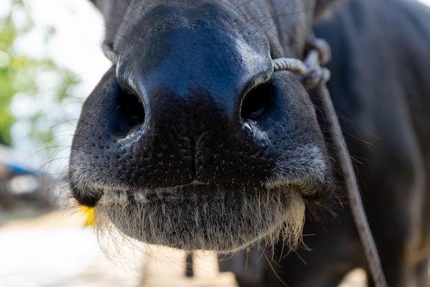 Buffalo usta i nos jedzenia trawy na farmie mięsa