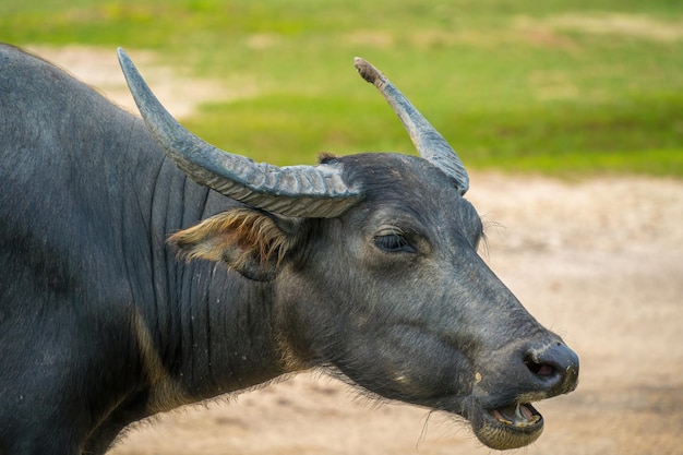 Buffalo Vietnam Long Prowincja stojąca nad brzegiem rzeki z zieloną trawą Sceneria azjatyckich zwierząt domowych Duże zwierzęta w siedlisku