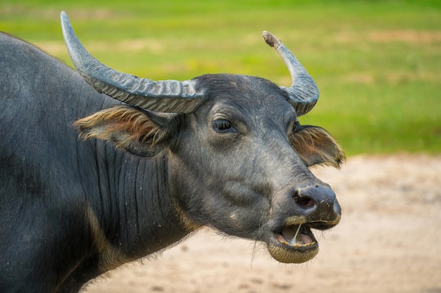 Buffalo Vietnam Long Prowincja stojąca nad brzegiem rzeki z zieloną trawą Sceneria azjatyckich zwierząt domowych Duże zwierzęta w siedlisku