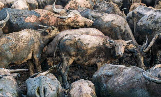 Buffalo w stajni o zachodzie słońca