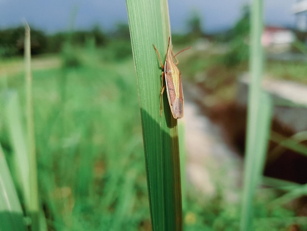 Bug na zielonym liściu na farmie