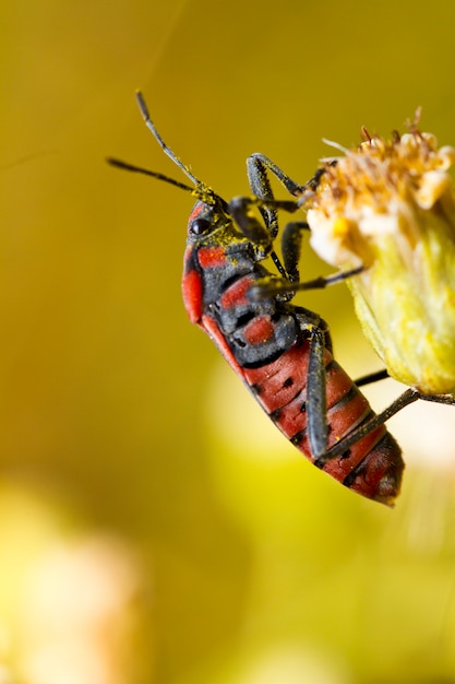 Bug szynszyla (Spilostethus pandurus)